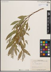 Foto von Salix excelsa S. G. Gmel.